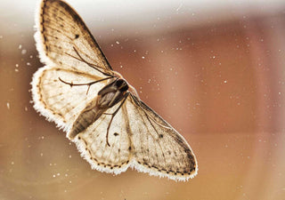 Steamers: A Moth’s Worst Enemy?