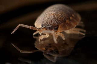 Steamers for Bed Bugs